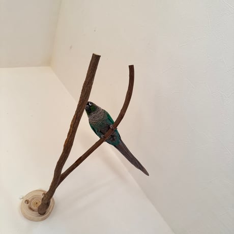 ツタのピノキオの鼻 【インコの止まり木 おもちゃ 自然木 天然木】
