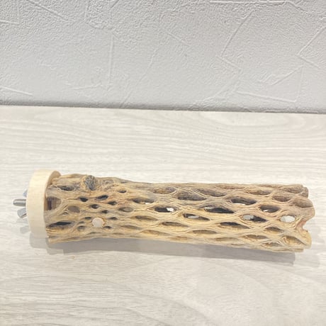カクタスパーチ⑩  小　直径4cm前後 長さ15cm