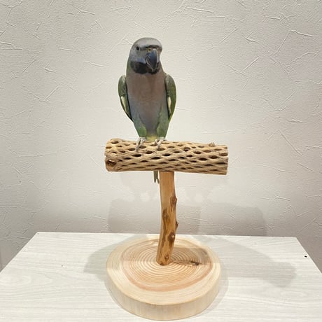 カクタスのスタンドパーチ　パーチ長さ20cm／高さ22cm