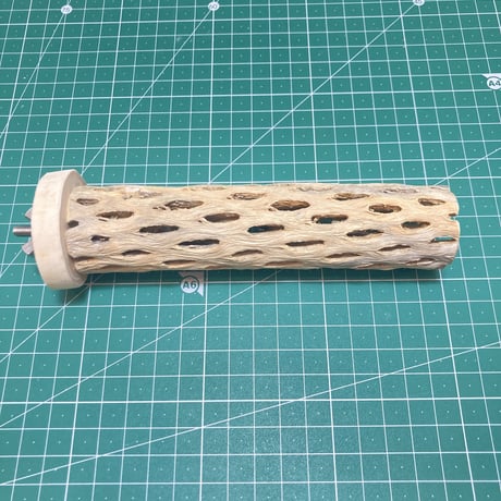 カクタスパーチ⑩小3-4㎝長さ15㎝