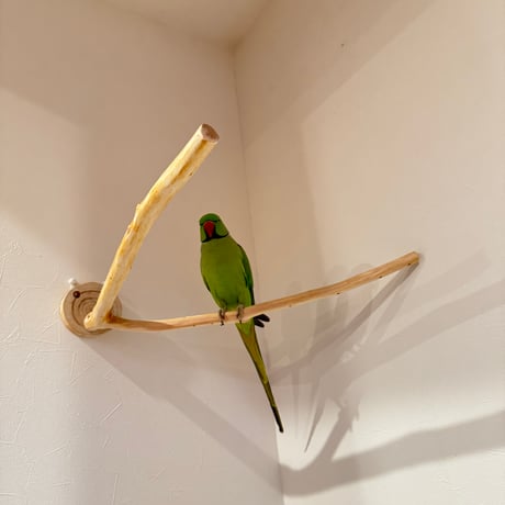 桧のピノキオの鼻 ②【インコ・小鳥のおもちゃ　自然木の止まり木】