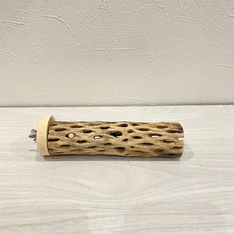 カクタスパーチ【15】小 直径約3-4cm/15cm