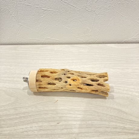 カクタスパーチ小⑪ 直径約3~4cm 長さ10cm