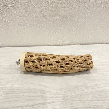 カクタスパーチ【9】小 直径約3-4cm/15cm