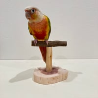 ツタのスタンドパーチ【体重測定用】B　インコ・小鳥の健康管理に