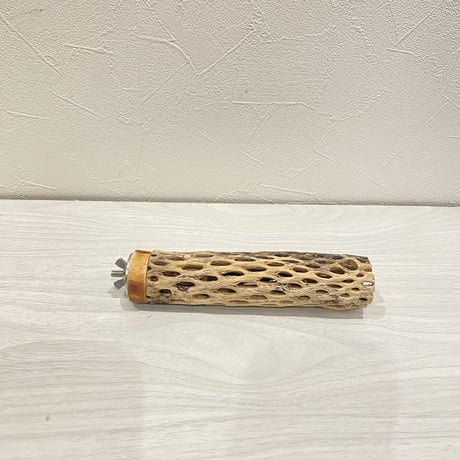カクタスパーチ⑰ 極小直径2-3cm/15cm