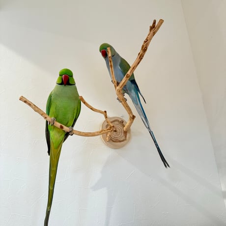 ピノキオの鼻 ③ お鼻2本