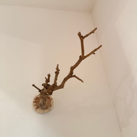 トウカエデのピノキオの鼻【A】