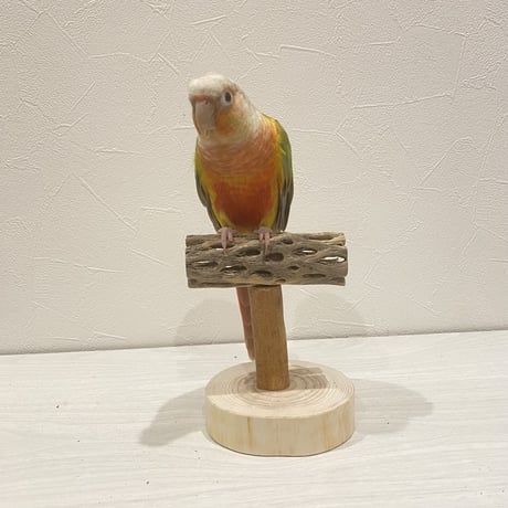 【体重測定用】カクタスのスタンドパーチ③　パーチ長さ10cm／高さ約10cm