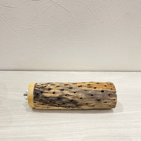 カクタスパーチ【6】中直径約5.5cm/15cm