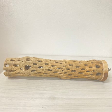 カクタスパーチ中サイズ直径（約5.5cm）／18cm ⑥