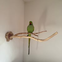 貝塚伊吹のピノキオの鼻 ② 【自然木 止まり木 パーチ】