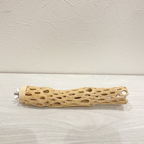 カクタスパーチ⑭ 極小サイズ直径3cm前後/20cm