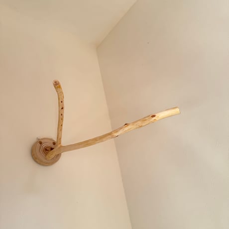 桧のピノキオの鼻 ⑤