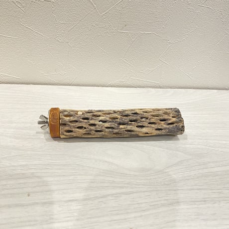 カクタスパーチ⑫ 極小直径2-3cm/15cm