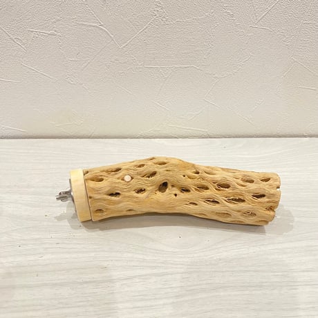 カクタスパーチ【13】中直径約5cm/16cm
