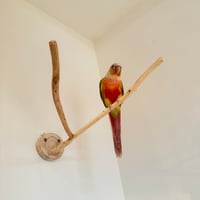 桧のピノキオの鼻②