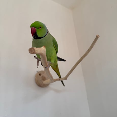 桧のピノキオの鼻①