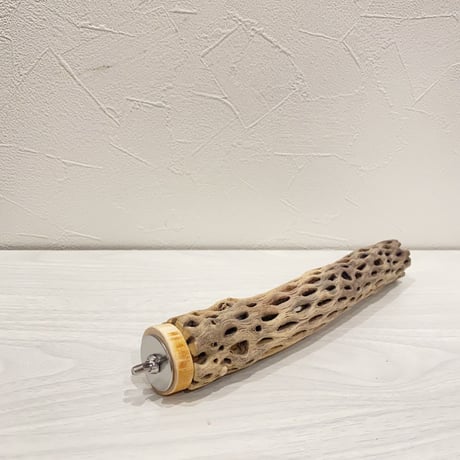 カクタスパーチ⑦ 小サイズ直径3.5〜4cm/25cm