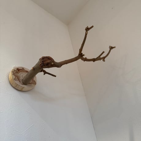 トウカエデのピノキオの鼻【E】