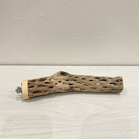 カクタスパーチ【5】小 直径約3-4cm/20cm