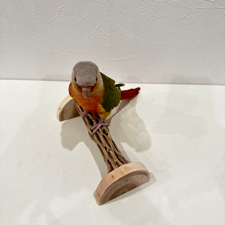 幼鳥・老鳥・介護サポート用　置き型カクタスパーチ③ 全長17.5cm/カクタス長さ15cm