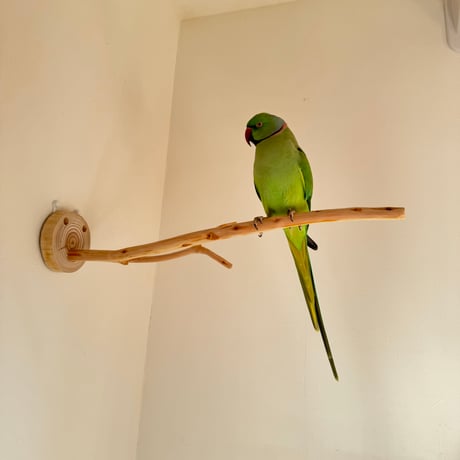 桧のピノキオの鼻 ③