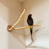 桧のピノキオの鼻 ②  【自然木 天然木 止まり木 インコ オウム】
