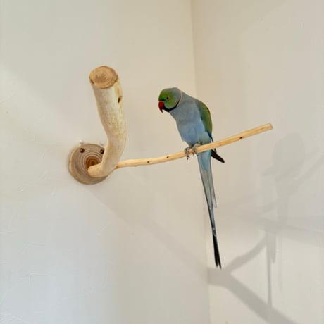 桧のピノキオの鼻 ⑫