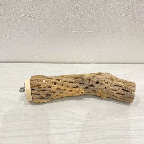 カクタスパーチ【11】中直径約5cm/20cm