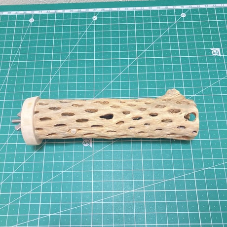 カクタスパー（11）小3-4㎝長さ15㎝