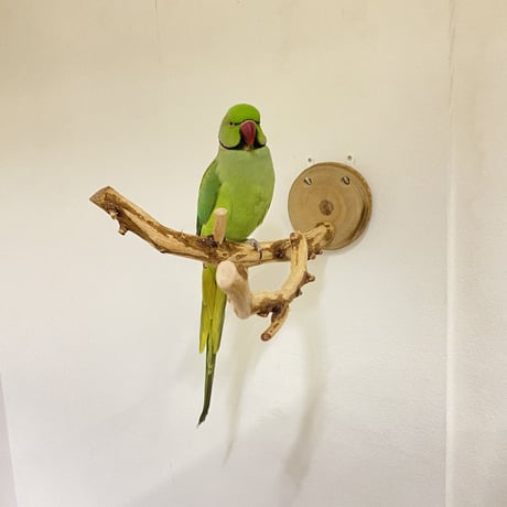 ピノキオの鼻④