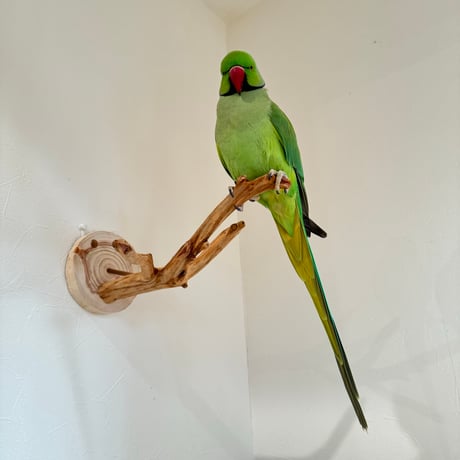 ピノキオの鼻 ⑧