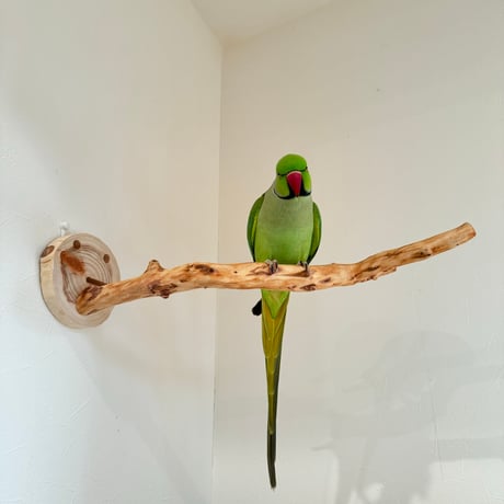 ピノキオの鼻 ⑨