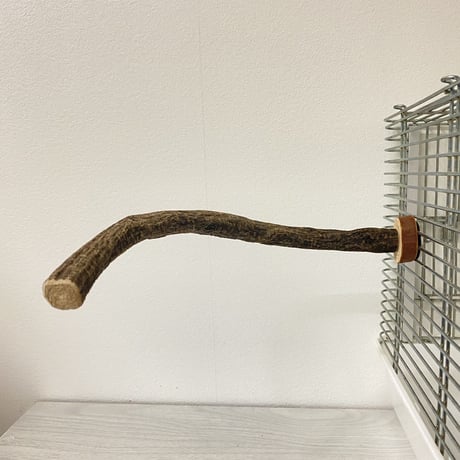 自然木（ツタ）カーブパーチ 直径2cm 長さ25cm ⑪