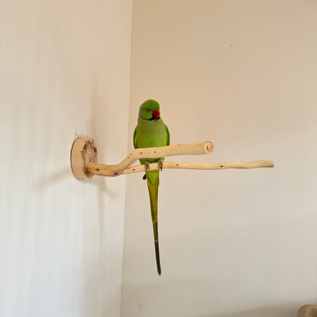 桧のピノキオの鼻⑤