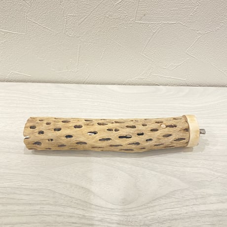 カクタスパーチ③ 極小直径2-3cm/16.5cm