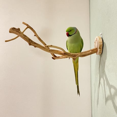 ピノキオの鼻 ⑥