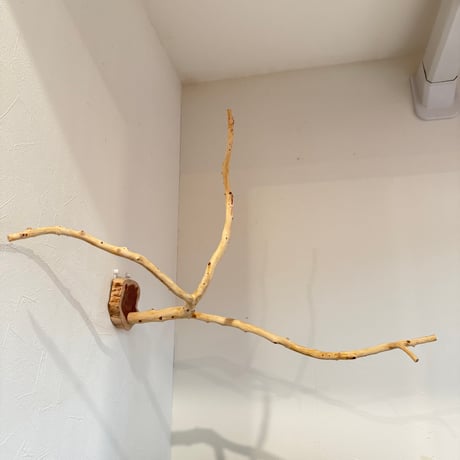 貝塚伊吹のピノキオの鼻 ⑤ 【自然木 止まり木 パーチ】