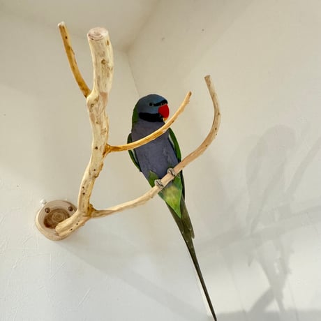 【S様専用】コトリのなる木SPカスタム 貝塚伊吹のピノキオの鼻【自然木 インコ バードアスレチック】