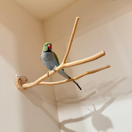 桧のピノキオの鼻 ③【インコ 自然木 止まり木 】