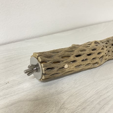 ケージサイズカクタスパーチ⑧ 極小サイズ直径2-3cm HOEI35サイズ