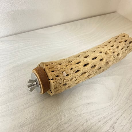【toriki.fam59様専用】カクタスパーチ 小サイズ 直径（約4cm）長さ/20cm