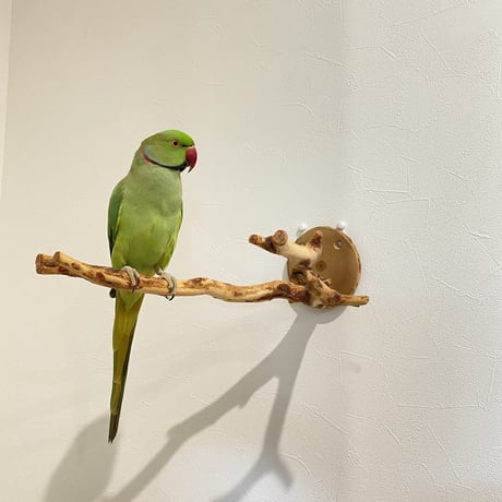ピノキオの鼻 ⑧