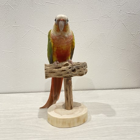 【体重測定用】カクタスのスタンドパーチ⑩  長さ9cm／高さ10cm