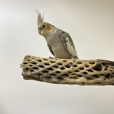 ケージサイズカクタスパーチ① 中サイズ直径約5.5cm HOEI465サイズ