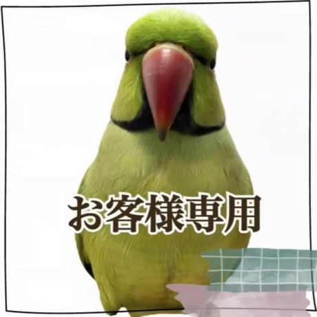 バードアスレチック | STORES