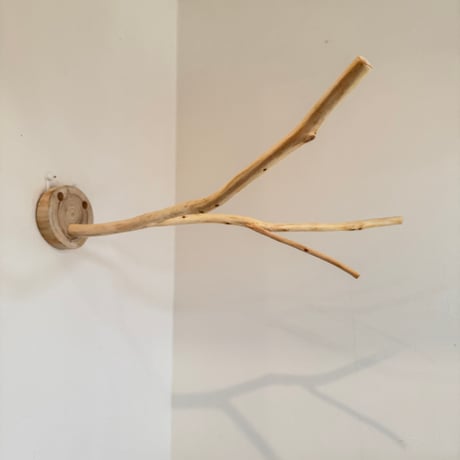 桧のピノキオの鼻③