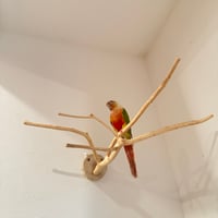 槇（マキ）のピノキオの鼻【自然木の止まり木 インコのおもちゃ】