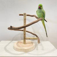 ツタのぐるりんスタンドパーチ  ②